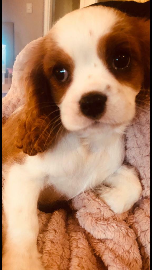 gumtree king charles